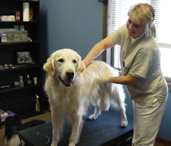 Angela Erckson-Greco, DVM with canine chiropractic patient, Woody