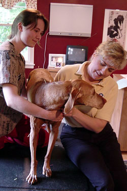 Doctor: Canine acupuncture treatment