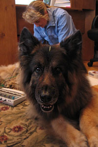 Dog Acupuncture Treatment by Connecticut Veterinarian