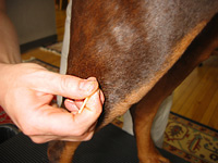 Veterinary Acupuncture for dogs