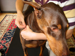 Veterinary Acupuncture procedure